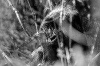 060 Female mountain gorilla, Mgahinga, Uganda