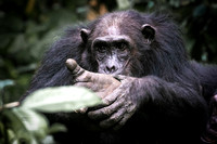 C160 Chimpanzees Mahale Mountains, Tanzania