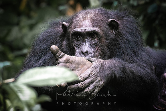 C160 Chimpanzees Mahale Mountains, Tanzania
