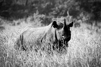 170 Black rhino, Masai Mara, Kenya