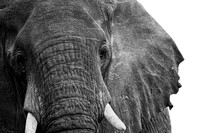 Wildlife Black and White Prints