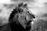 005 Lion, Lake Nakuru, Kenya