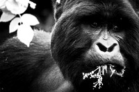 010 Silverback mountain gorilla, Mgahinga, Uganda