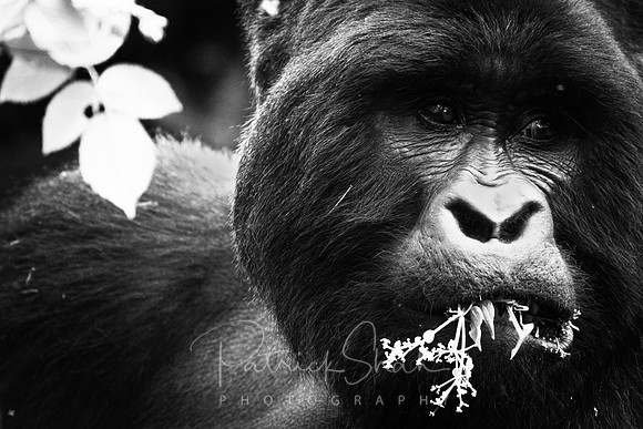 010 Silverback mountain gorilla, Mgahinga, Uganda